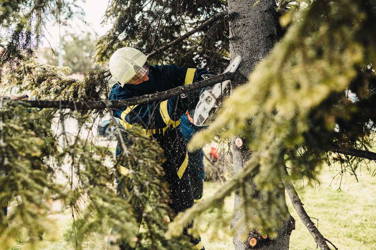 The Steps Involved in Our Tree Care Process in Crested Butte, CO